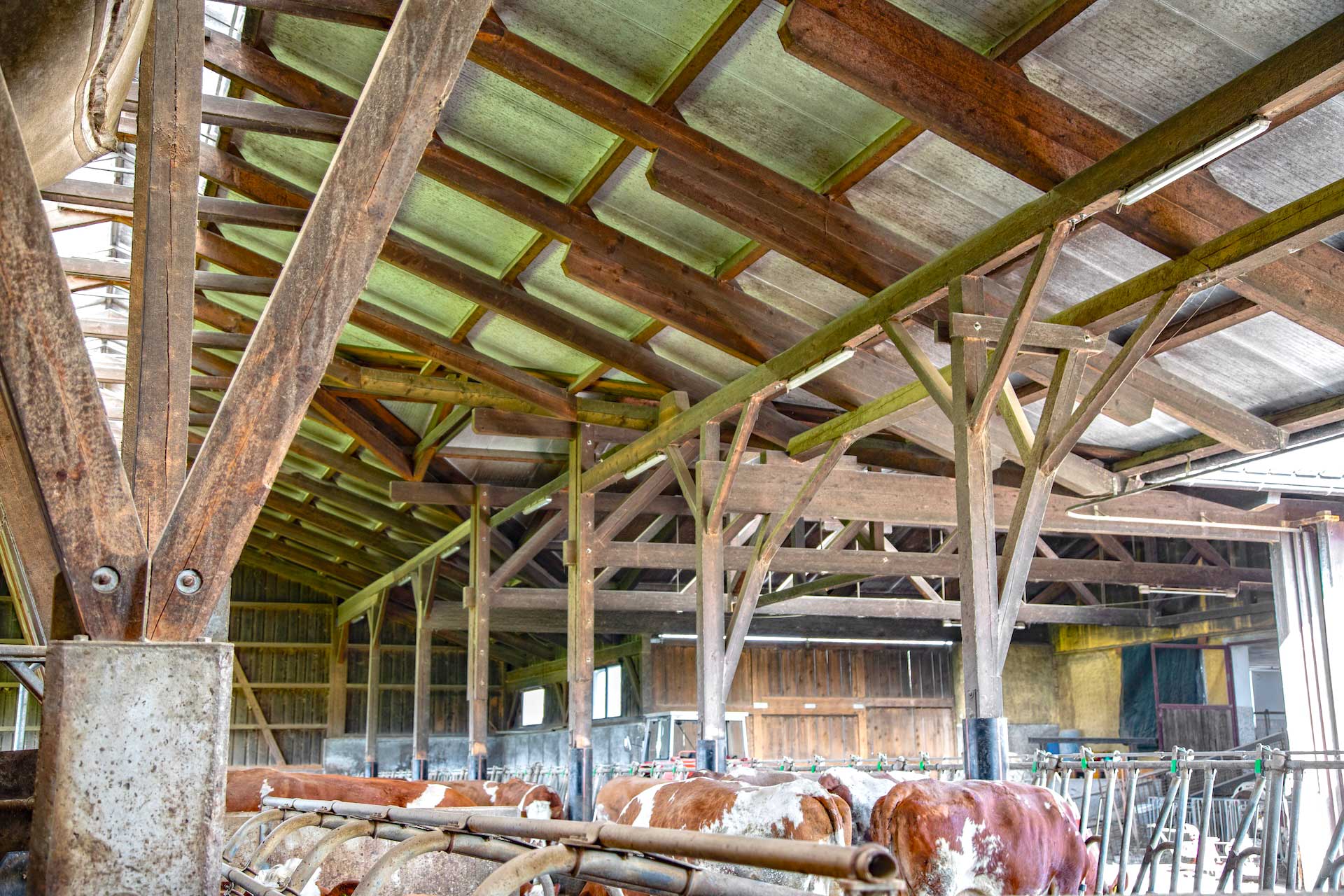 Innenraum eines Stalls mit braun‑weißen Kühen in einzelnen Boxen, Metallabtrennungen und sichtbarer Holzkonstruktion unter lichtdurchlässigem Dach. © SARA BUBNA photography