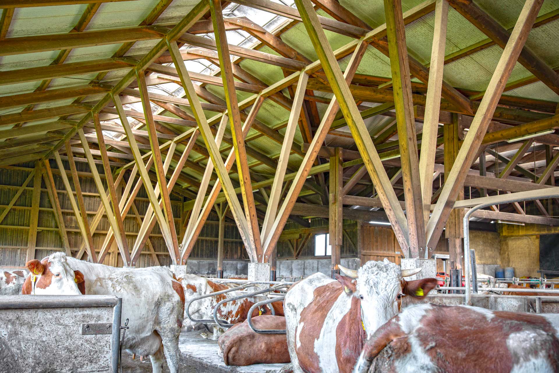 Innenraum eines Stalls mit braun‑weißen Kühen in einzelnen Boxen, Metallabtrennungen und sichtbarer Holzkonstruktion unter lichtdurchlässigem Dach. © SARA BUBNA photography