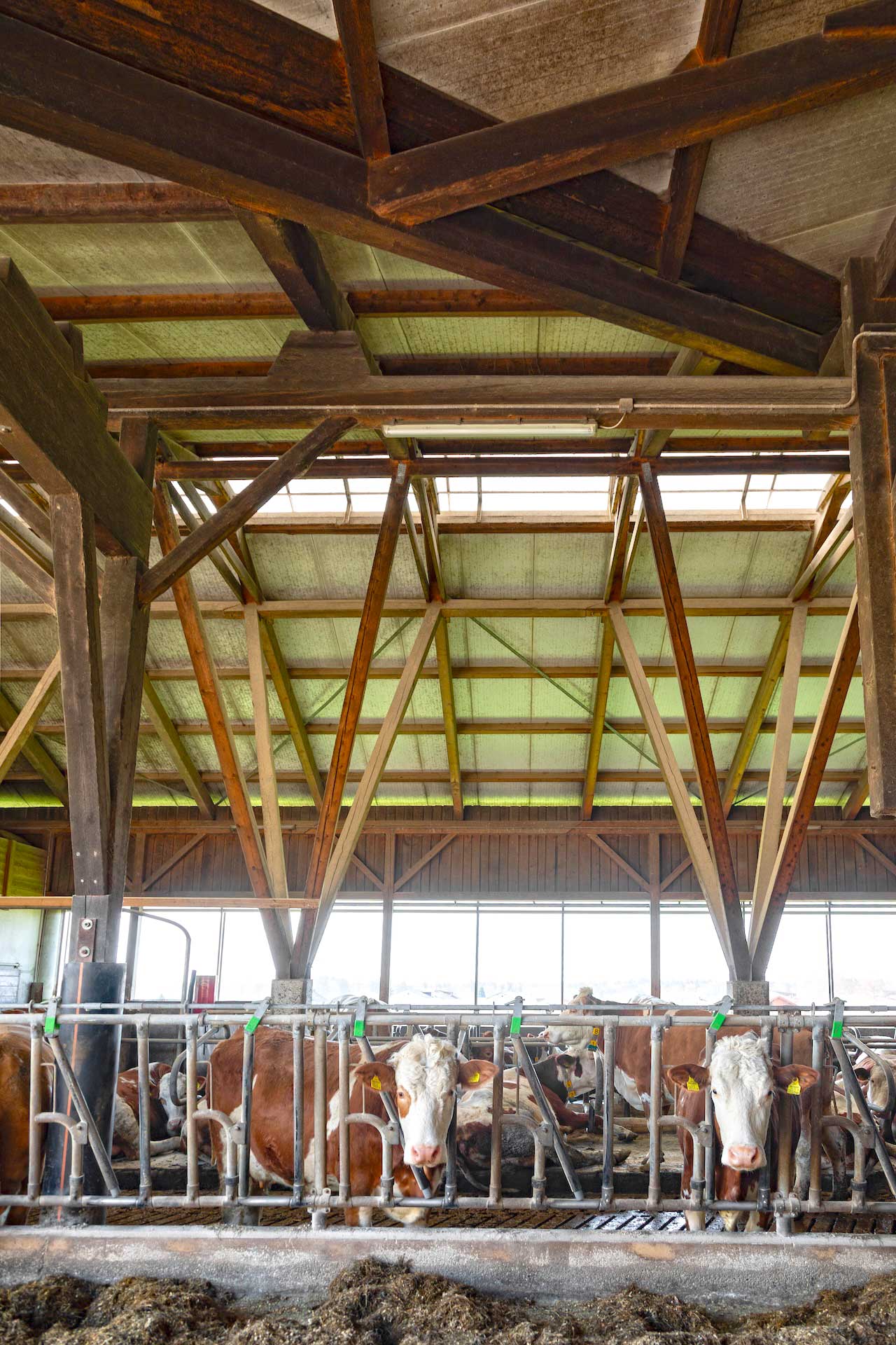 Innenraum eines Stalls mit braun‑weißen Kühen in einzelnen Boxen, Metallabtrennungen und sichtbarer Holzkonstruktion unter lichtdurchlässigem Dach. © SARA BUBNA photography