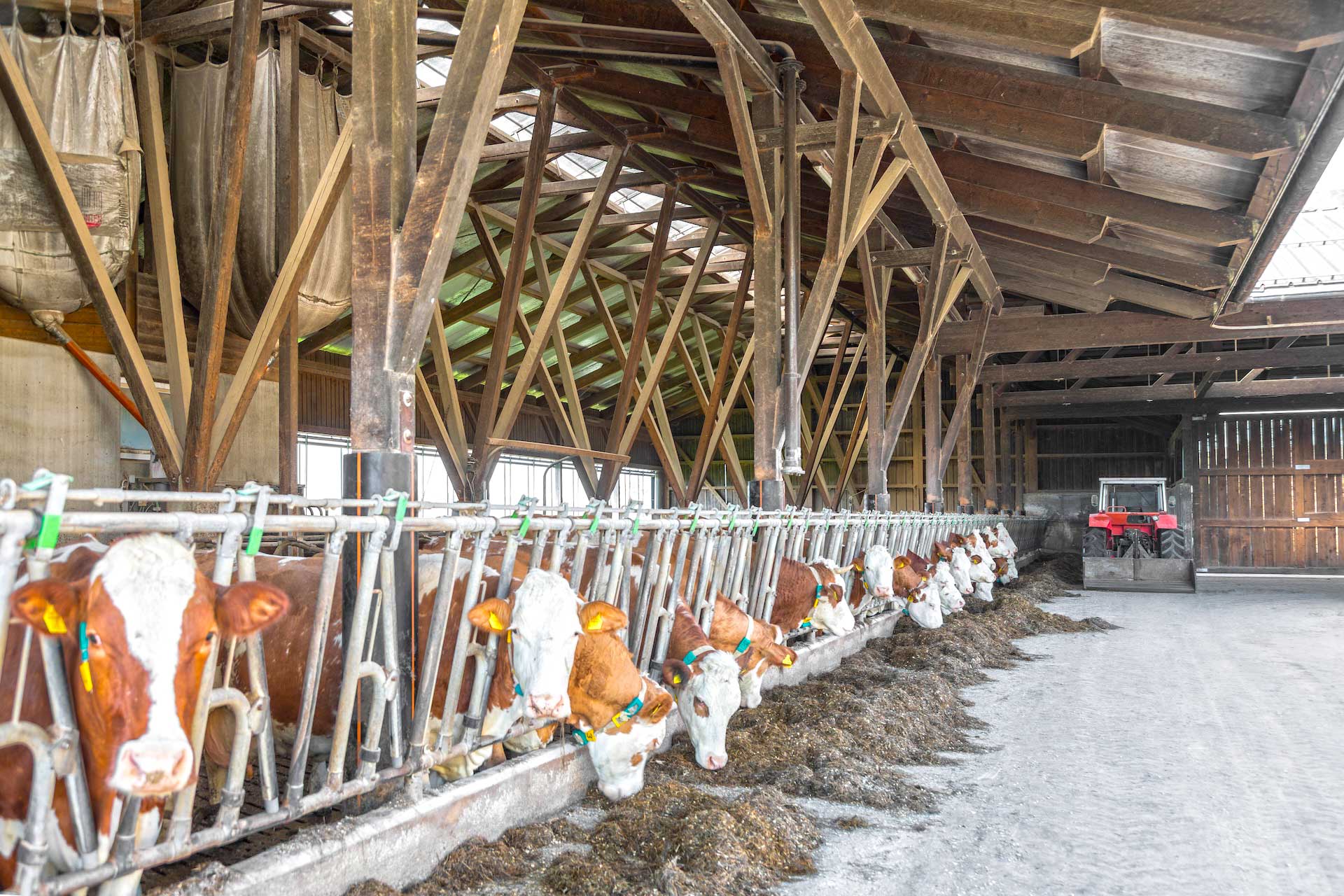 Innenraum eines Stalls mit braun‑weißen Kühen in einzelnen Boxen, Metallabtrennungen und sichtbarer Holzkonstruktion unter lichtdurchlässigem Dach. © SARA BUBNA photography